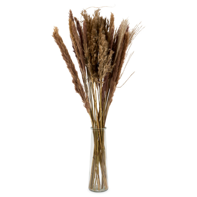 Dried Pampas Grass In Glass Vase - 72cm-8720719339209-Bargainia.com