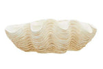 Byron Large Clam Shell Bowl - Bargainia.com - 5018705999081