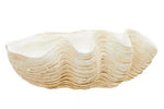 Byron Large Clam Shell Bowl - Bargainia.com - 5018705999081
