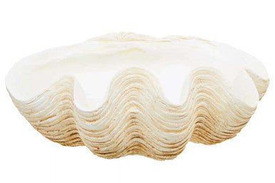 Byron Large Clam Shell Bowl - Bargainia.com - 5018705999081