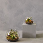 Fiori Large Terranium - Bargainia.com - 5018705473550