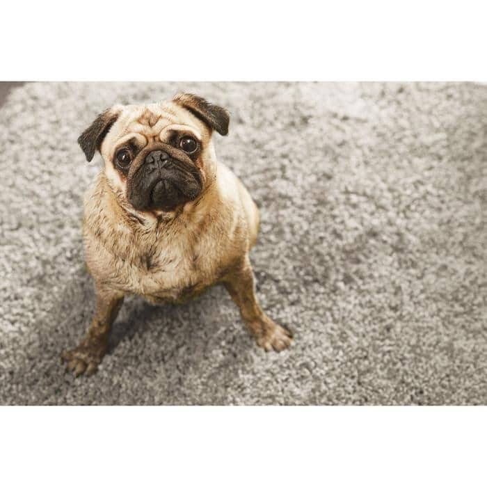 Plain Washable Pet Rug and Runner - Bargainia.com - 5026134535947 - HSSHGY_GSTGRY_060X100