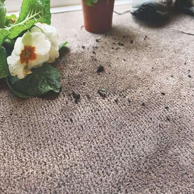 Washable Soft Pet Mat and Runner - Bargainia.com - 