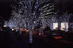 Indoor/Outdoor Static LED Waterproof Fairy Lights with Green Cable (100) - White - Bargainia.com - 