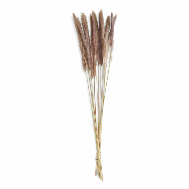 Natural & Fluffy Dried Pampas Grass Bouquet - 80 cm 8717795151238 only5pounds-com